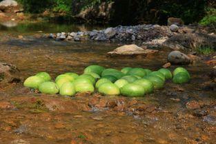 河南吃树上瓜,树上瓜的独特风味与食文化探寻